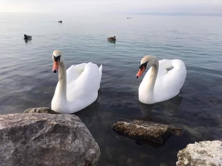 Apartment Bodzavirag Balatonvilagos